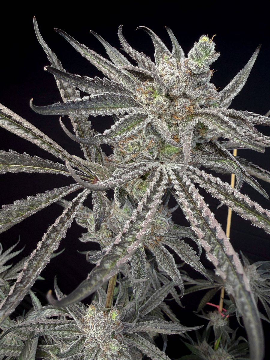 Solfire Gardens tweet media
