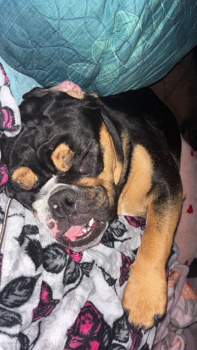 CSullivan81's tweet photo. Reagan said personal space is canceled 😴🐶💖 She stole the bed, the blanket, and honestly… my whole heart. Bulldog cuddles just hit different. #BulldogLife #DogMom #ReaganTheBulldog #SleepyPup https://t.co/EOI8lYBY14