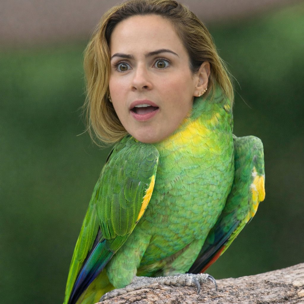 ℙ𝕣𝕚𝕚 tweet media