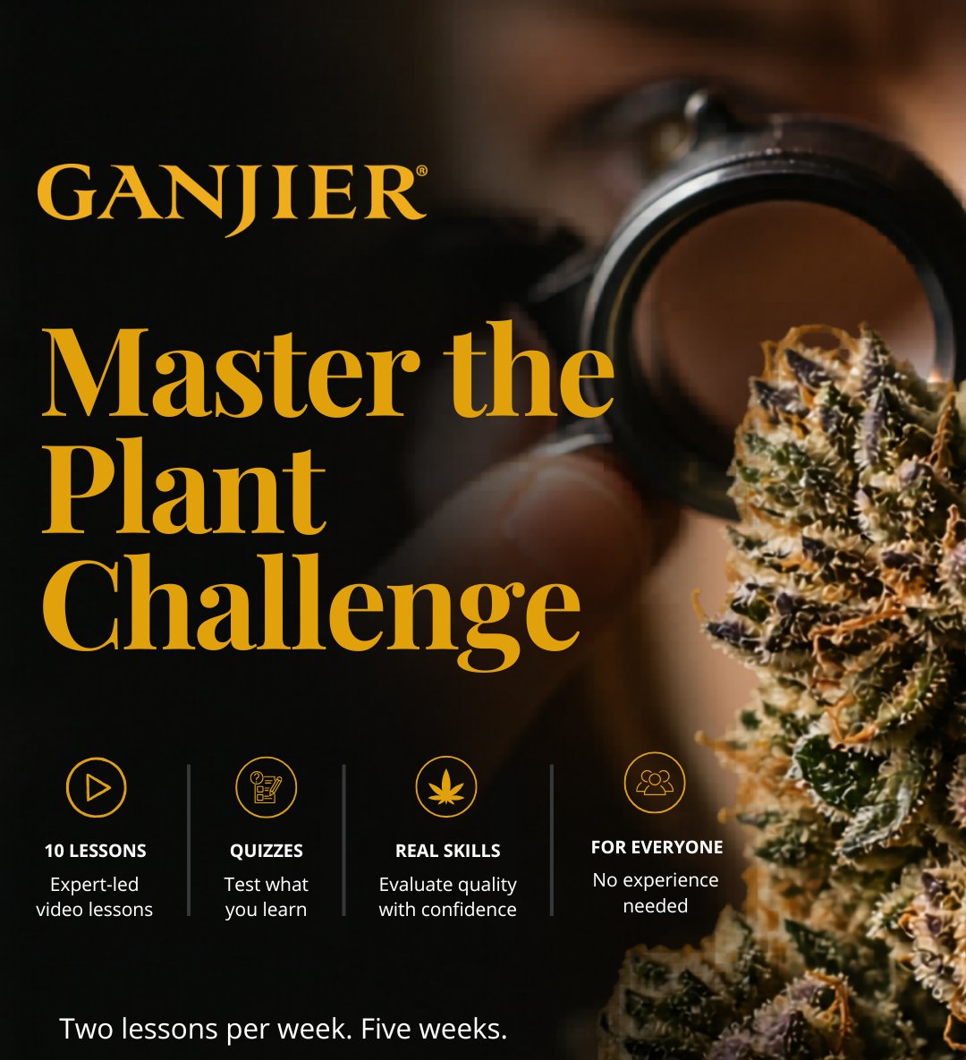 The Ganjier (@TheGanjier) / Posts / X