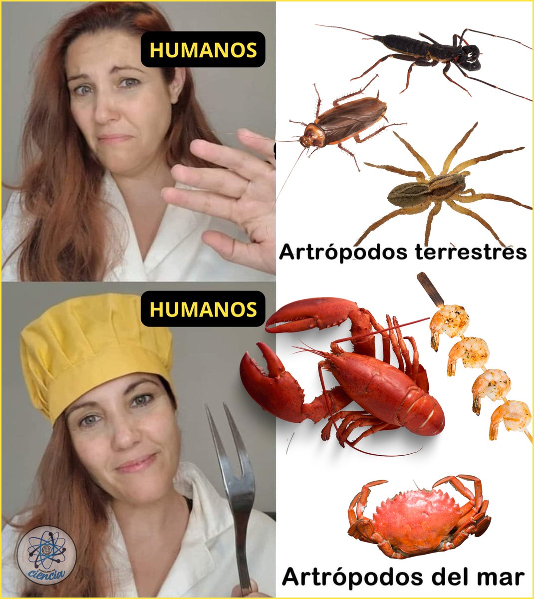 Enséñame de Ciencia tweet media