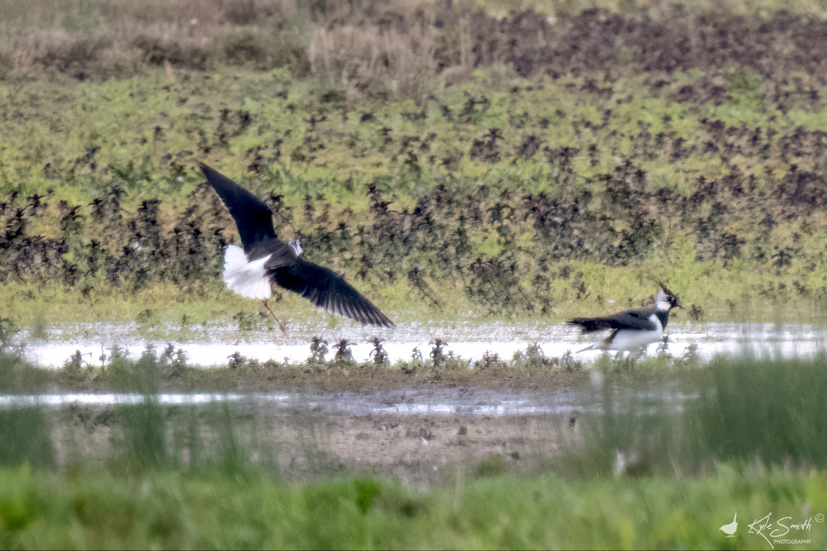 jkyles32's tweet photo. Distant views for photos but really good to see the black-winged stilt at RSPB Otmoor early this afternoon @BirdGuides @_BTO @oxonbirdnews. Bonus hobbies which were also first for year. https://t.co/M8cykG7W6K