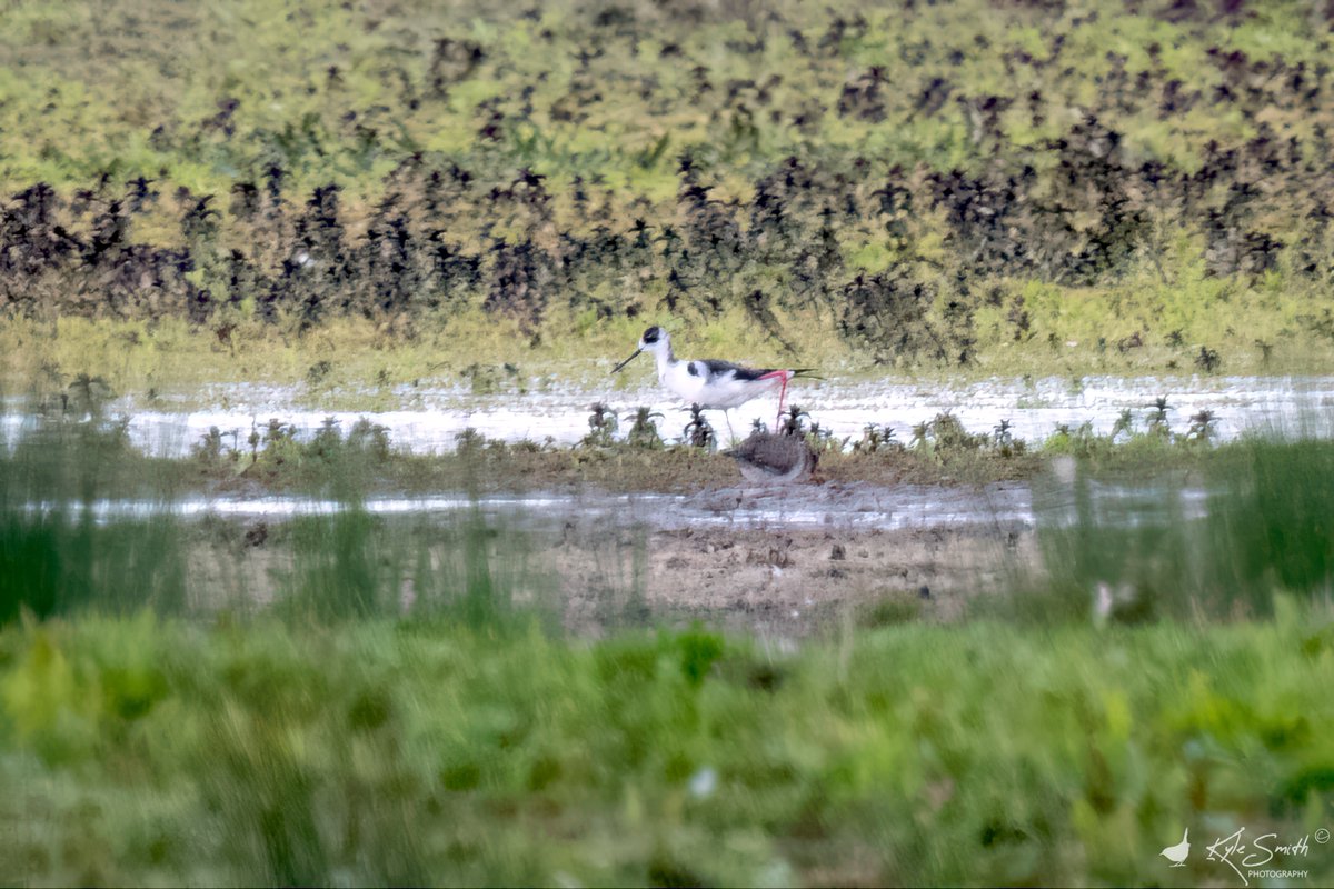jkyles32's tweet photo. Distant views for photos but really good to see the black-winged stilt at RSPB Otmoor early this afternoon @BirdGuides @_BTO @oxonbirdnews. Bonus hobbies which were also first for year. https://t.co/M8cykG7W6K