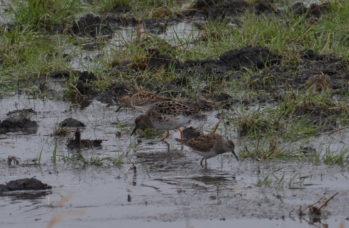 rbabox's tweet image. A Ruff has just been confirmed in Lac qui Parle County, Minnesota (CODE 3) ebird.org/checklist/S328… Photo: Douglas Pierzina #ABARare #birding