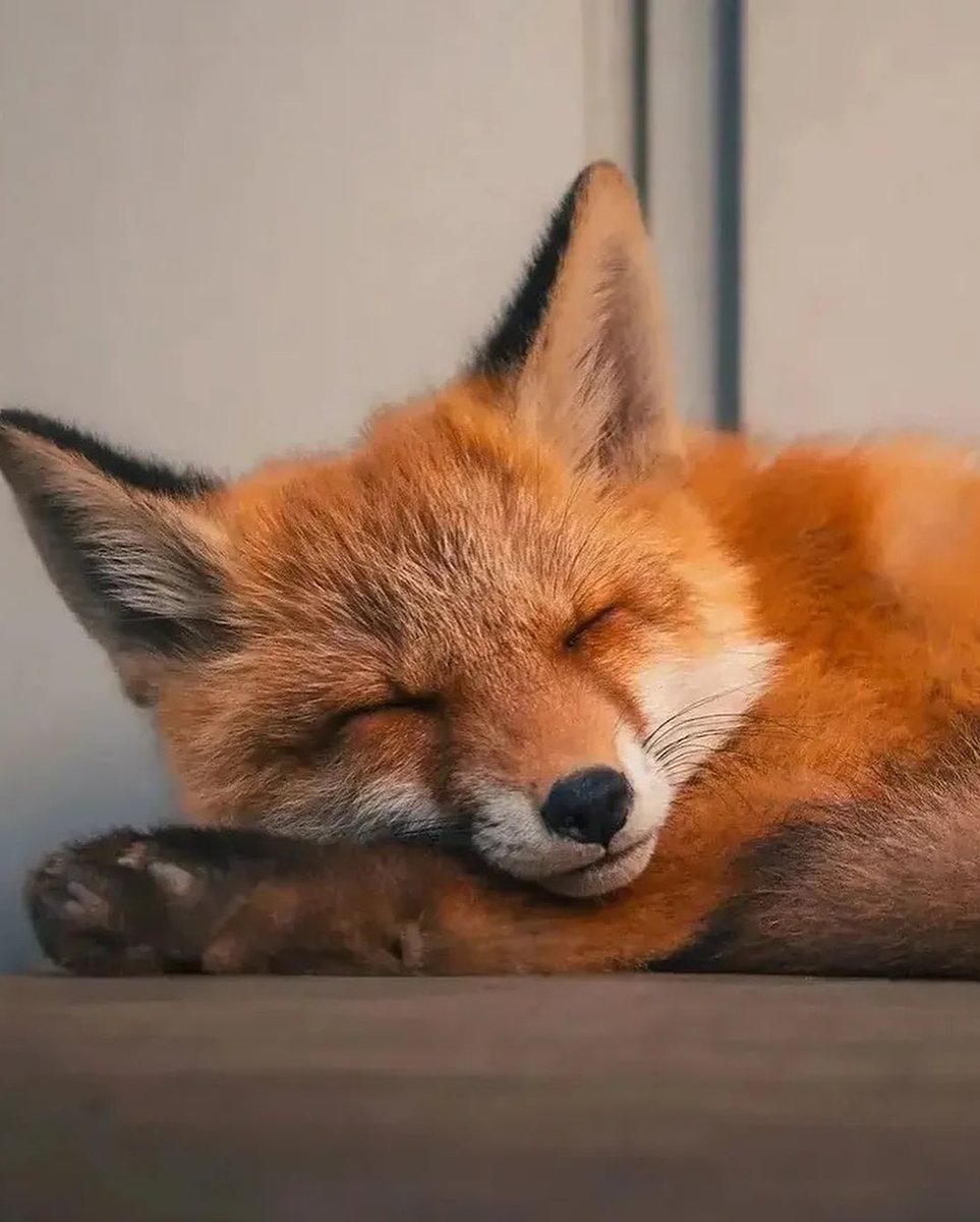 🍁 𝓣𝓱𝓮 𝓕𝓸𝔁 𝓛𝓲𝓯𝓮 🌾🦊 tweet media