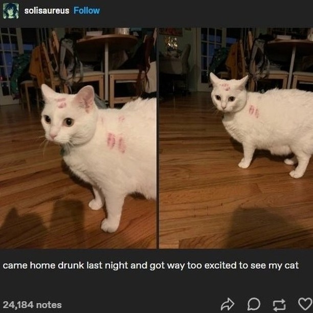Punch Cat tweet media