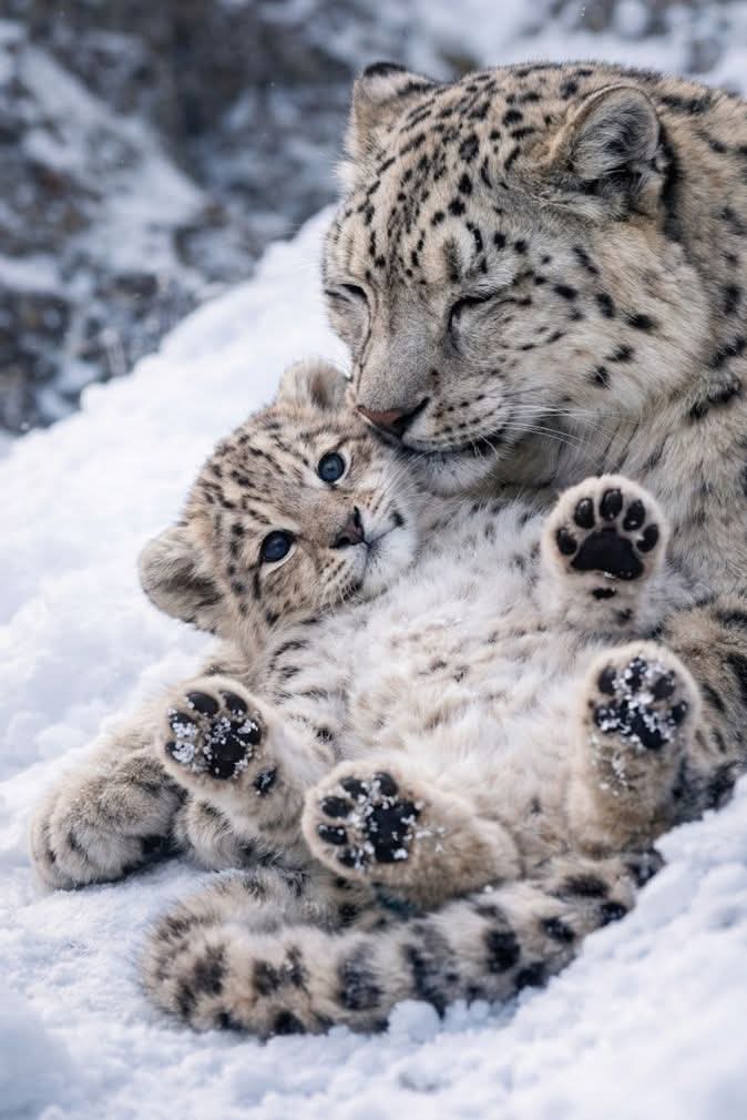 Amazing Nature tweet media