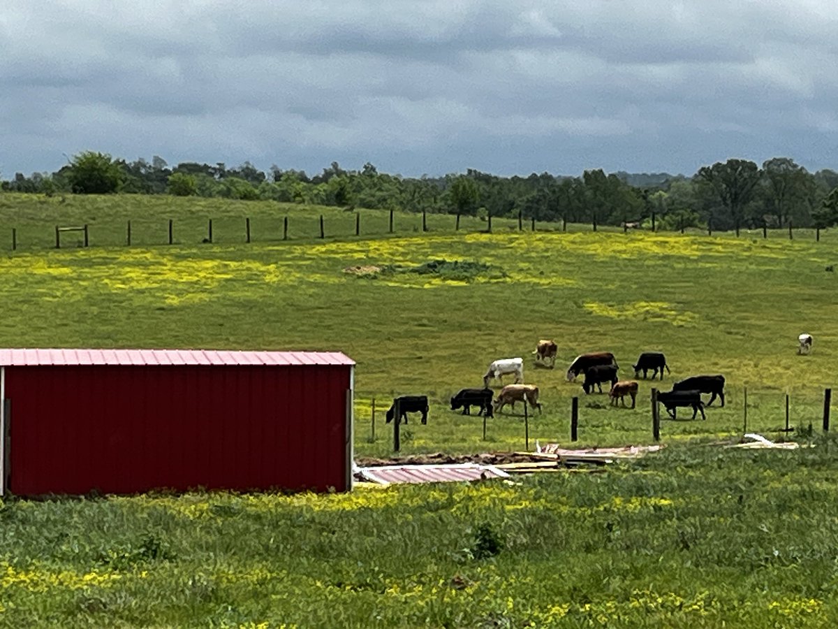 DrewAmman's tweet photo. Just left Cole Road where Jeremy Alltop tells me he lost several horse sheds due to high winds last night.  

Sleepless night for the Harrodsburg resident. Hear from Alltop tonight at 5 and 6 @LEX18News https://t.co/D6H7jymxUA