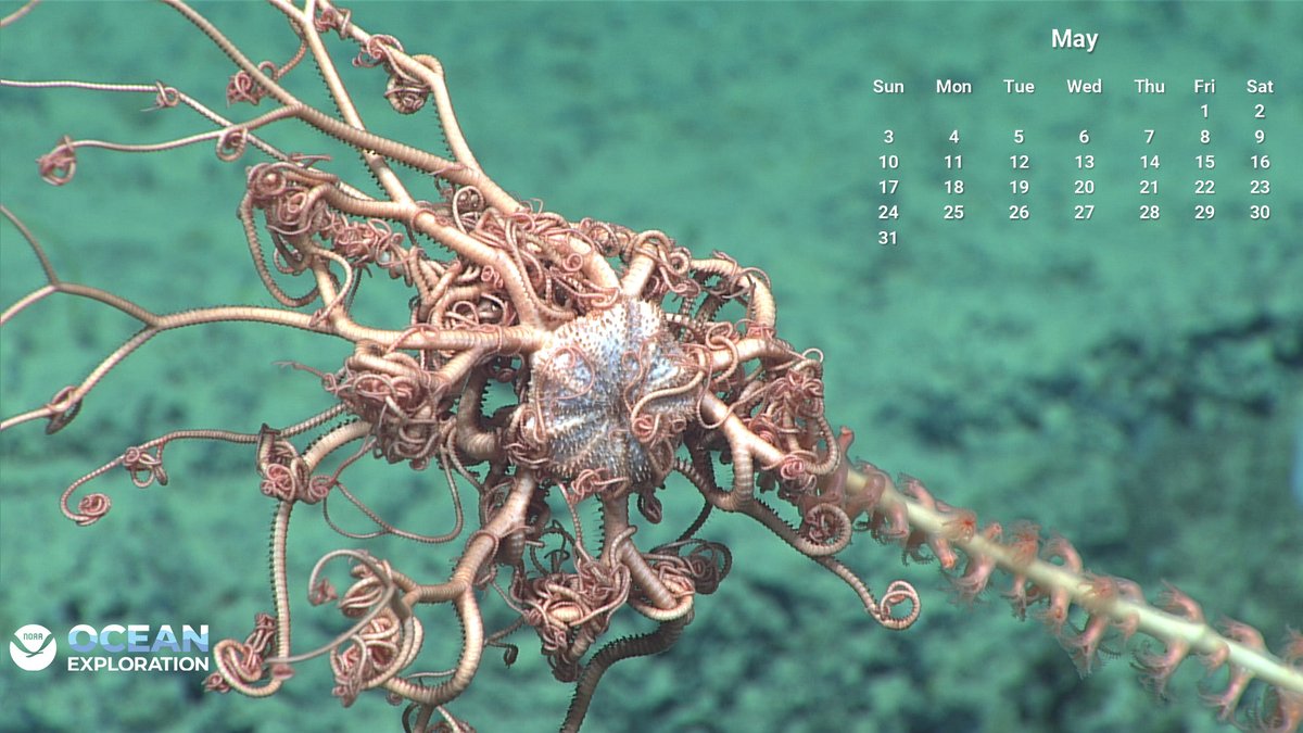 NOAA Ocean Exploration tweet media