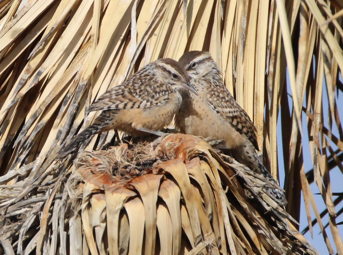 wormchicanery's tweet image. cactus wrens!

#birds #birding