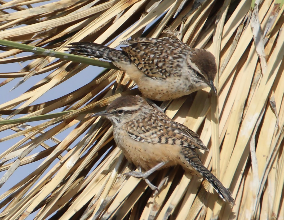 wormchicanery's tweet image. cactus wrens!

#birds #birding