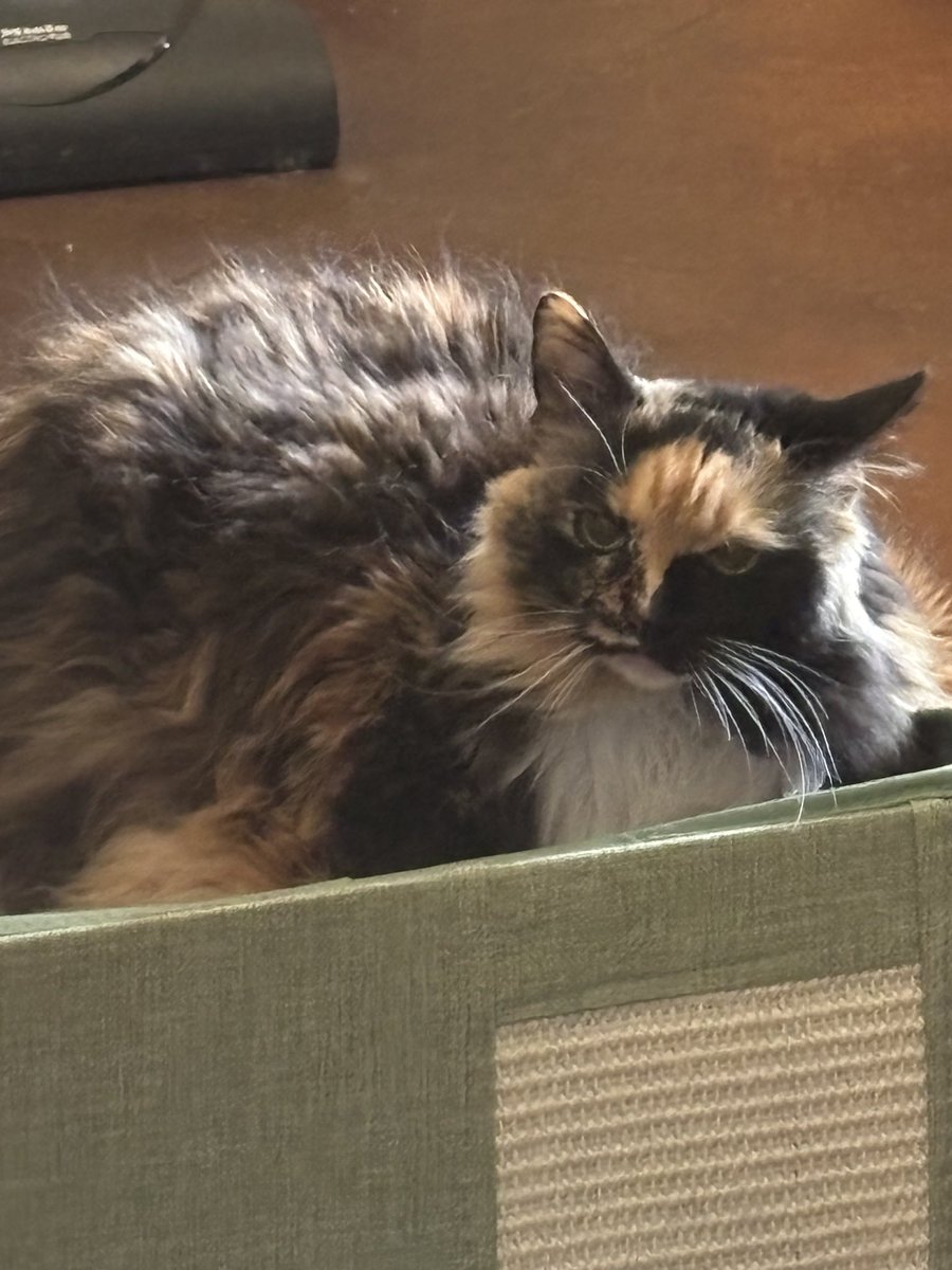 @nugsauce tweet media