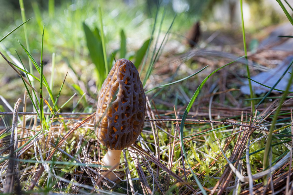 bwoolf91's tweet photo. #TransparencyTuesday Morel mushroom season is here in ID… But just like morels, the best discoveries come when you know where to look. 
At Transparent Idaho, we believe public information shouldn’t be hidden beneath the surface. Transparency requires: Open access to public data https://t.co/bVQxBeYak0