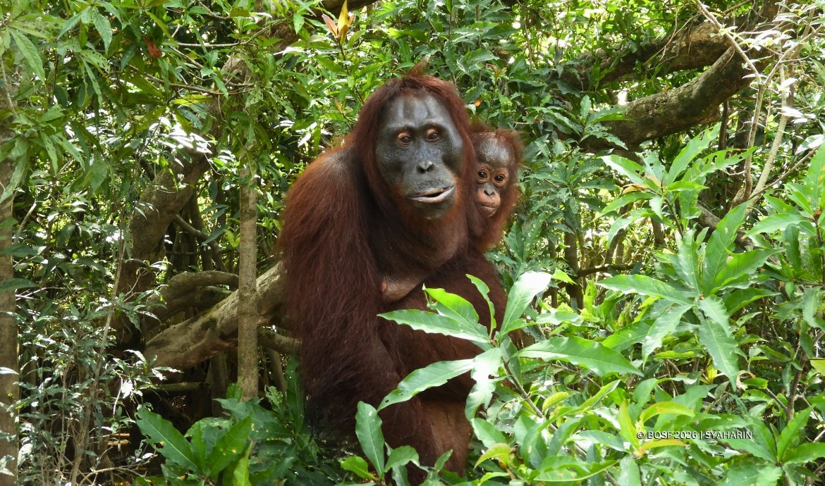 Orangutan Outreach 🦧❤️🌳 tweet media