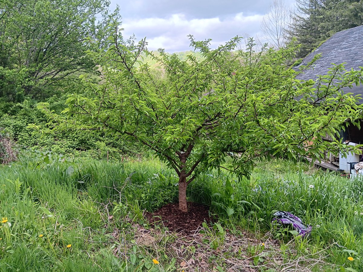 Dr. Greenthumb tweet media