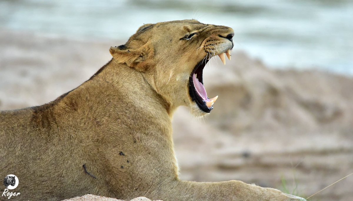 Animals World tweet media