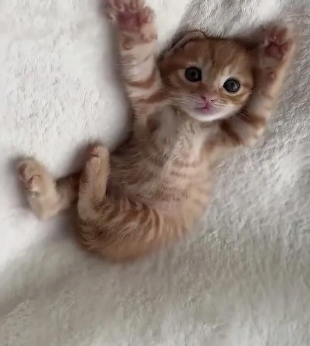 Forget your problems and look at this lil guy