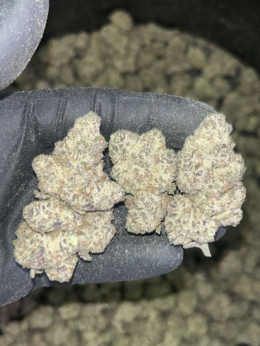 jaylen89123's tweet image. So gassy 🔥🔥🔥

🔗👇
linktr.ee/owens4

#floridanews Tampa  Orlando  Tallahassee  Savanah  New Orleans  Raleigh  Lafayette  Fayetteville  Charlotte  #manhattanplug #Glocks #Shortguns