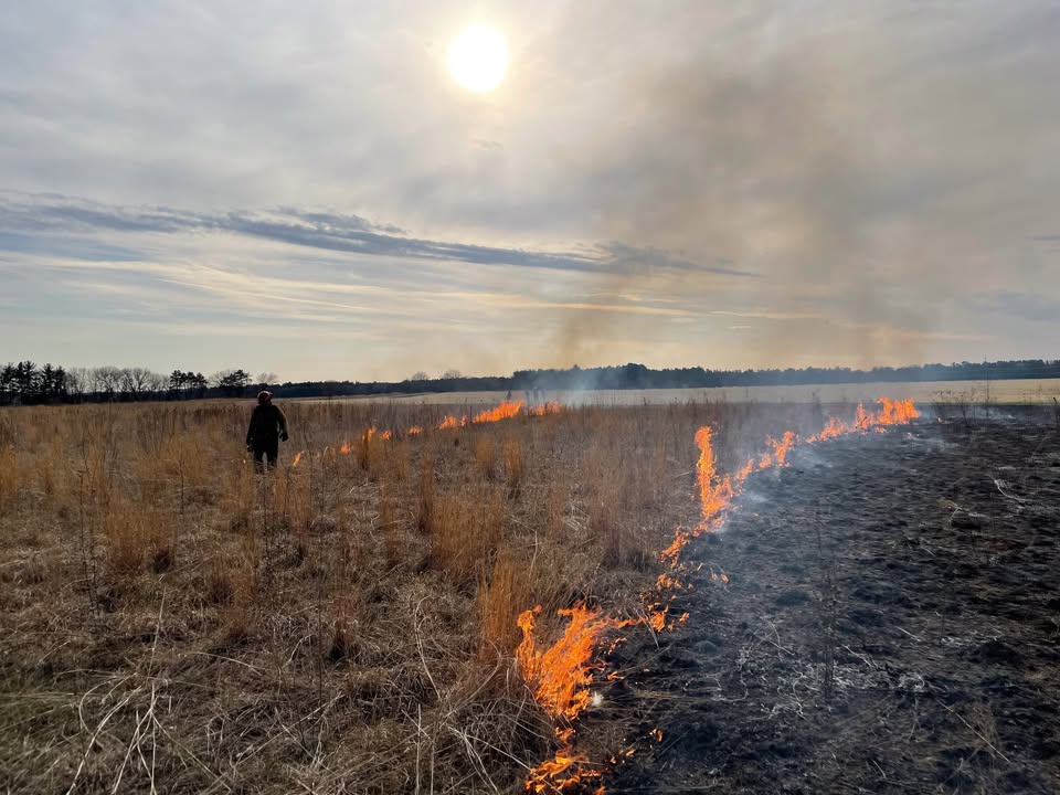 AlsumFarms's tweet photo. Last week we had the right conditions to complete some controlled burns on the Alsum Farms pollinator and prairie restoration sites! These prairies will be green and flowering in no time! 

https://t.co/eNz80girNu 

#AlsumPotatoes #prairies #prairierestoration #controlledburn https://t.co/AHvgSEOY4U