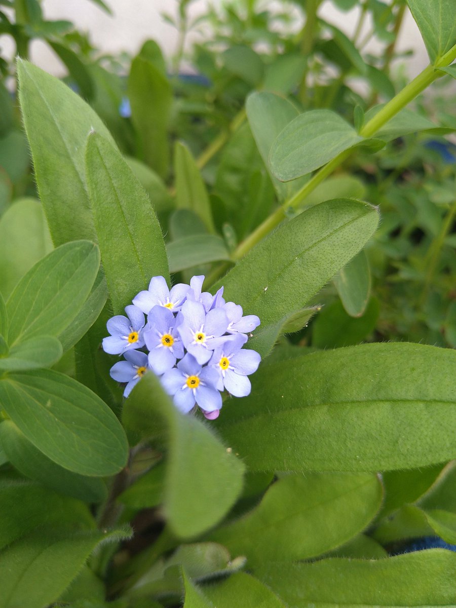 束Ｃ (@tsukashiiii) on Twitter photo 