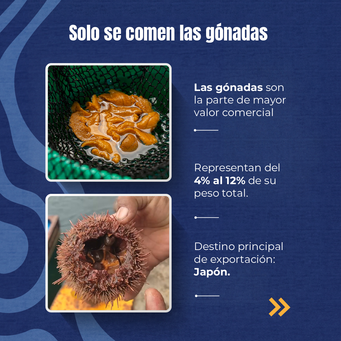 Redes_SP's tweet photo. Lo más valioso del erizo rojo no está a simple vista: sus gónadas son altamente apreciadas en mercados internacionales. https://t.co/qUvTsLCB7D
