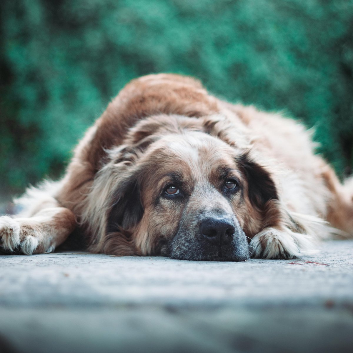 StanleyCoren's tweet photo. Why Do Dogs Turn in Circles Before Lying Down? There is actually experimental data that helps to explain why #dogs often turn around in circles before laying down and it's all about comfort. https://t.co/ROdZPLJCUf https://t.co/4D1OoaZfSV