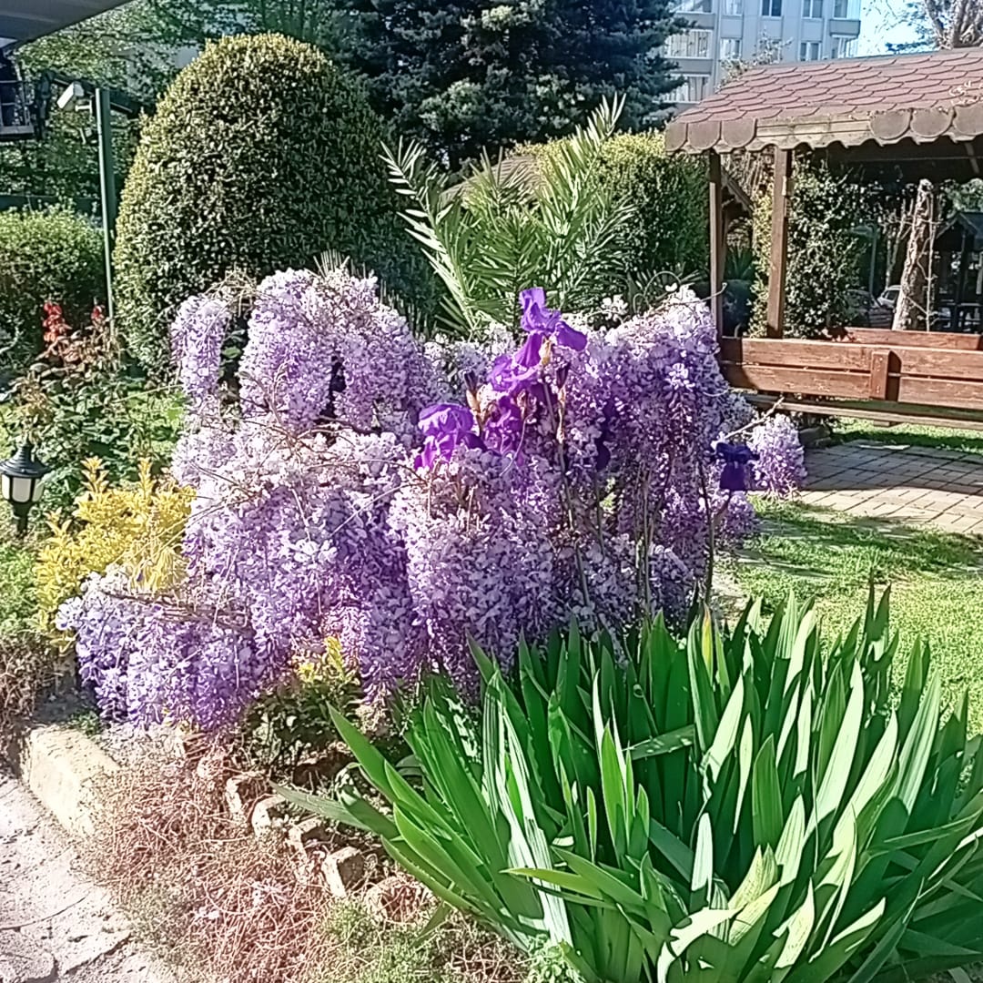 Ahsen~🌸Miss Pink Elf tweet media