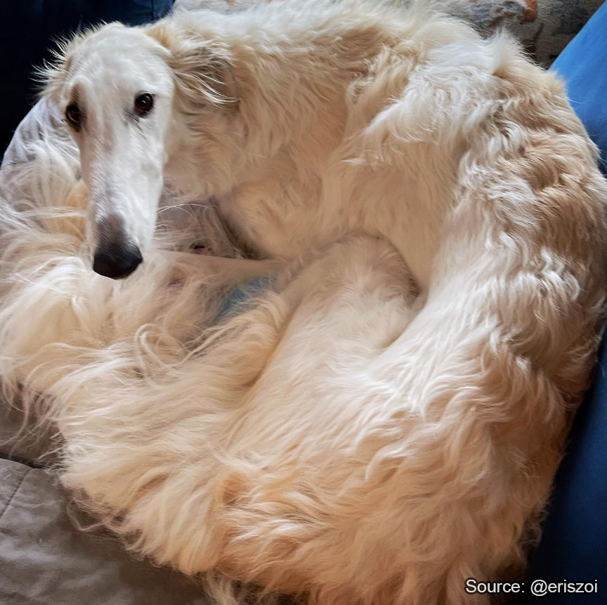 Borzoibot tweet media