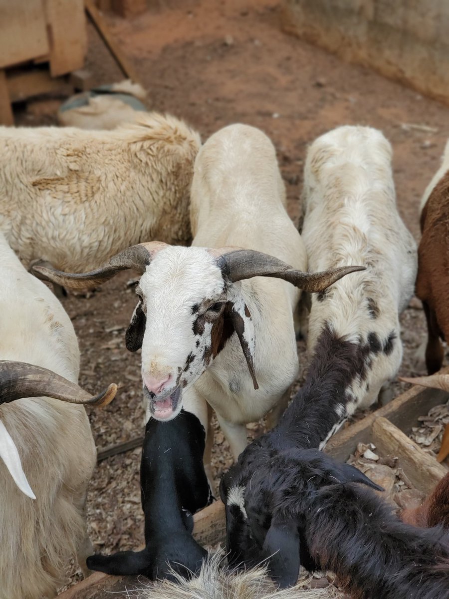 SOS_0708's tweet photo. To all my Muslim friends, please don’t forget that I’m your best plug for Sallah rams this year 🐏🐏🐏 Quality rams, affordable prices, and reliable delivery. Send me a message to book yours early!!! https://t.co/elem0h4O6r