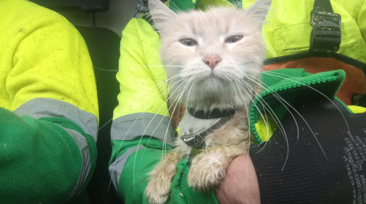CuidamosMerida's tweet photo. No todo es limpieza y orden… también hay historias que contar 🐾💚 En un desbroce en zona norte, nuestros equipos hallaron un gato perdido, lo llevaron al veterinario y localizaron a su dueña por el collar. Hubo feliz reencuentro. Cuidar Mérida también es esto 🌿✨ https://t.co/on29Y2NoeD