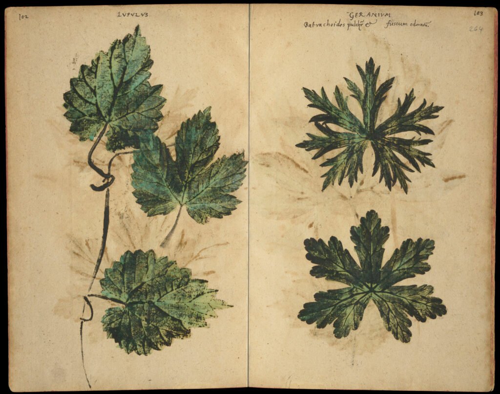 Codex Kentmanus (s. XVI)
Si te impresiona el detalle de estas hojas de lúpulo y de geranio (reproducidas hace casi 500 años) es porque se realizaron con "estampación natural".
Las plantas eran entintadas por partes y estampadas directamente sobre el papel ☘️