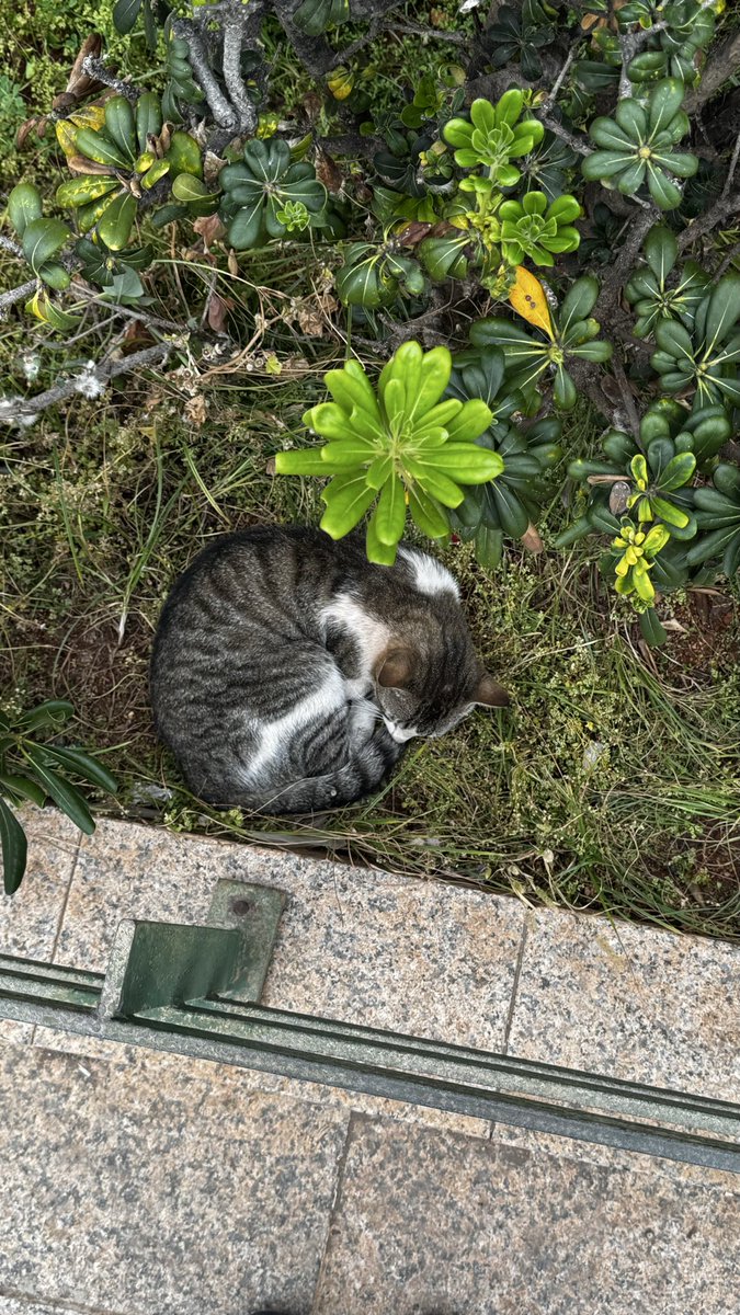 عشوائيات حلومة𓂀 tweet media