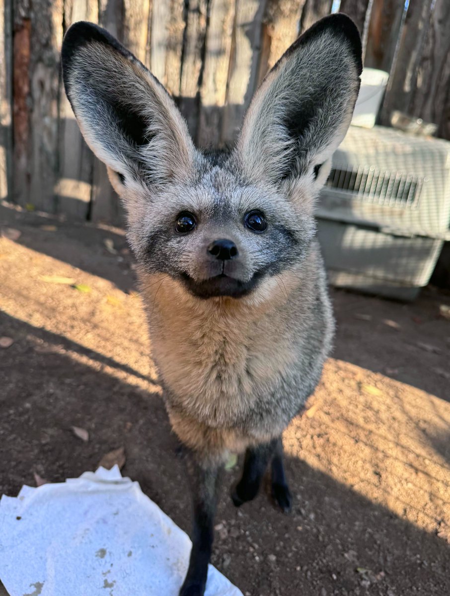 Zoo Boise tweet media