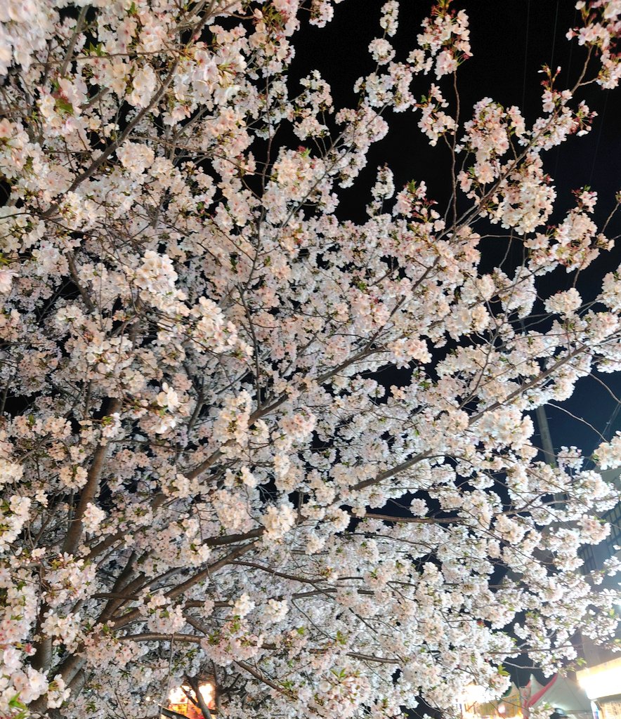 二ノ町いっか🦋🌼にのまちいっか tweet media