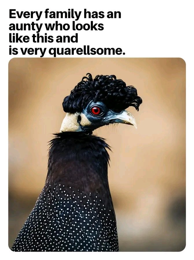 Lord_Of_Engagement 🇿🇦 tweet media