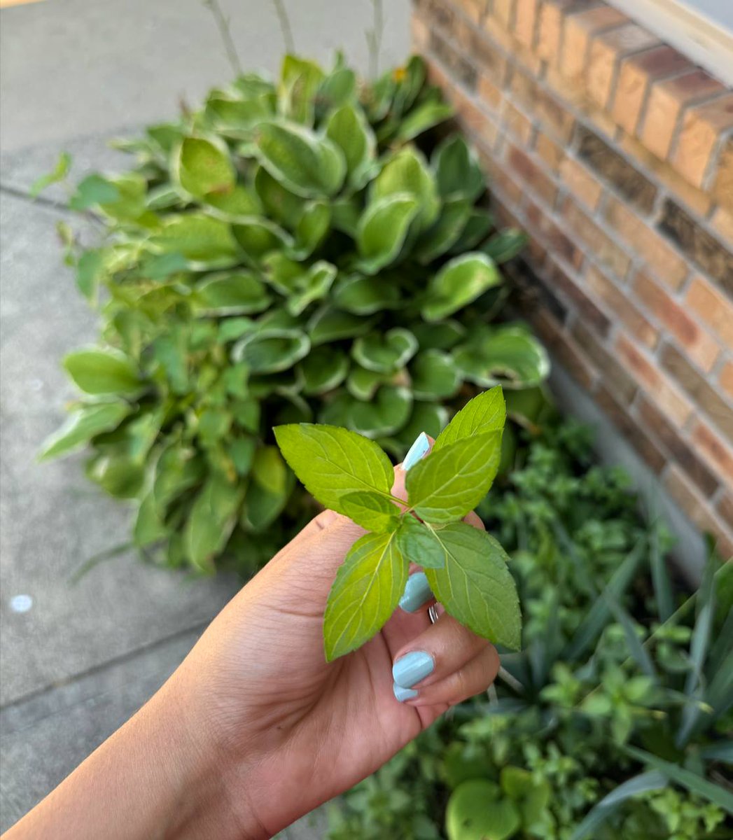 آپولو ۹ tweet media