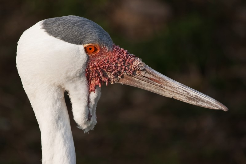 birdtripper's tweet image. Birding Bale Mountains National Park bit.ly/4sXCtQH #birds #birdphotography #birding @EthioReporter @EthiopianNewsA