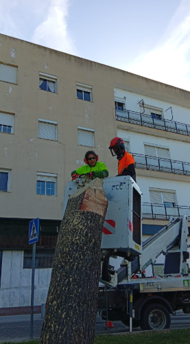 CuidamosMerida's tweet photo. 🌲¡Arte con nuestros pinos afectados por el temporal! Arranca una actuación especial en la Rotonda de la Loba junto a Lupe Arévalo, especialista nacional. Dos troncos dañados se transformarán en esculturas de 3 metros inspiradas en el Guadiana: Guadi y Anas 🐺🐦 #CuidamosMérida https://t.co/gu49rGaKmj