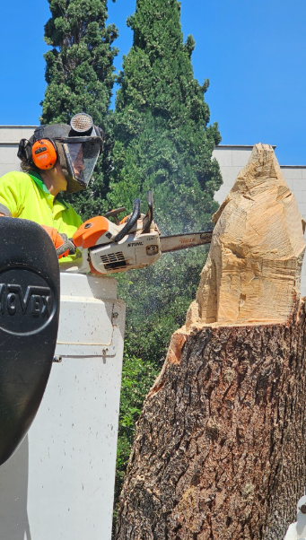 CuidamosMerida's tweet photo. 🌲¡Arte con nuestros pinos afectados por el temporal! Arranca una actuación especial en la Rotonda de la Loba junto a Lupe Arévalo, especialista nacional. Dos troncos dañados se transformarán en esculturas de 3 metros inspiradas en el Guadiana: Guadi y Anas 🐺🐦 #CuidamosMérida https://t.co/gu49rGaKmj