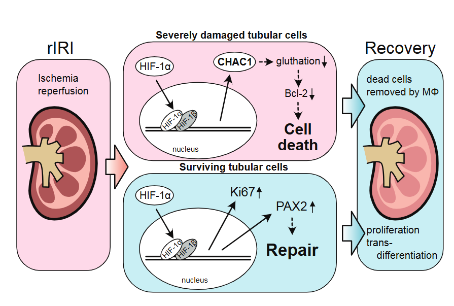 AJP Renal tweet media