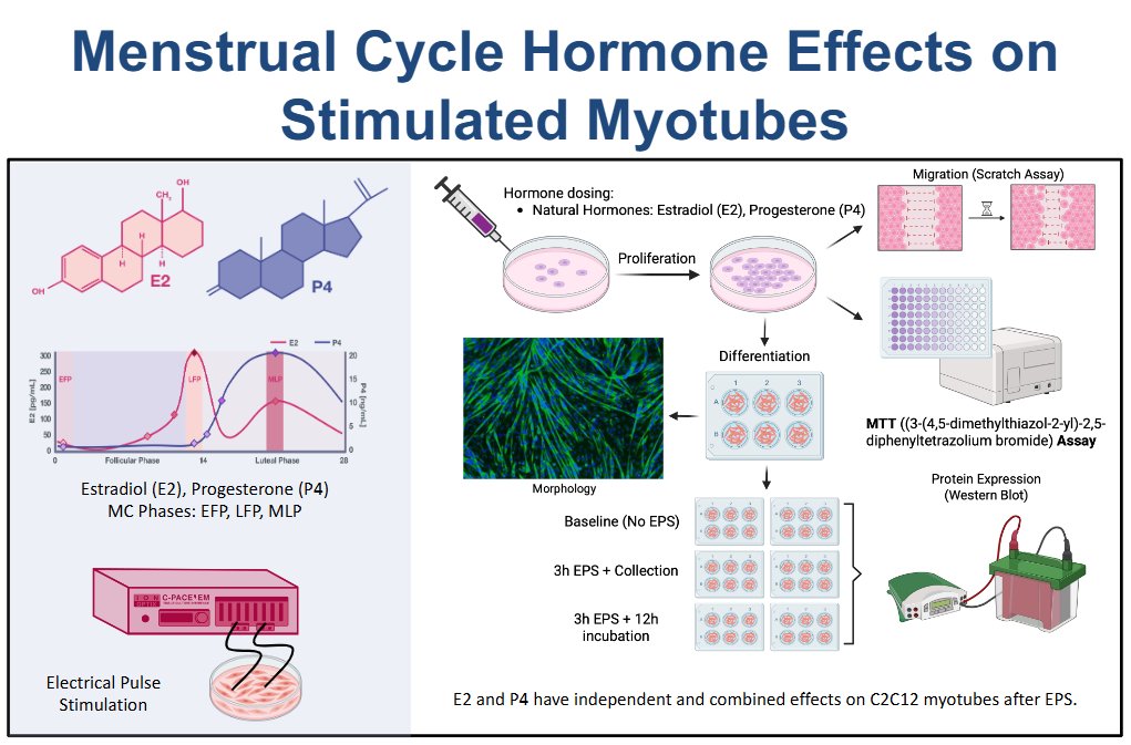 AJPCellPhys's tweet image. Learn more about #muscle injury treatment! #ArticleinPress, 17β-estradiol and #progesterone have independent and combined effects on C2C12 myotubes following electrical pulse stimulation (Mai Wageh et al. @McMasterU):

ow.ly/ixA250YQvnS