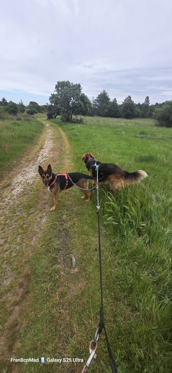 FranBcnMad's tweet image. #PaseandoConLosPeludos #Leo 🐕 #Sena 🐩