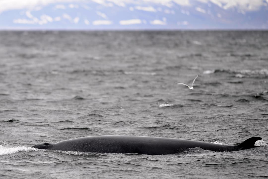 AyshahAwan's tweet photo. The oceans are being asked a reprieve. Without the life it sustains, humanity will drown. As Laurens van der Post wrote in “The Hunter and the Whale,” “Killing disproportionately was the last unforgiveable depravity.”
Cyril Christo
2/2
#SaveWhales
#SaveOcean #NoMoreWhaling https://t.co/k1JQna5pxf