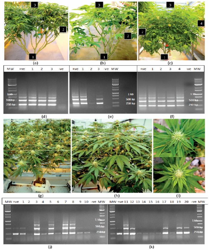 Plants_MDPI's tweet photo. 🌿 Top viewed &amp; Editor's Choice in 2025 Q1 — #hop latent #viroid spreads through cuttings, roots, pollen &amp; seeds in #cannabis, infecting up to 100% of #seedlings.

Bleach works. Heat doesn't. Meristem culture rescues clean plants.

🔗 Read more: https://t.co/vWUViAe5PQ https://t.co/uzu5h4rfa0