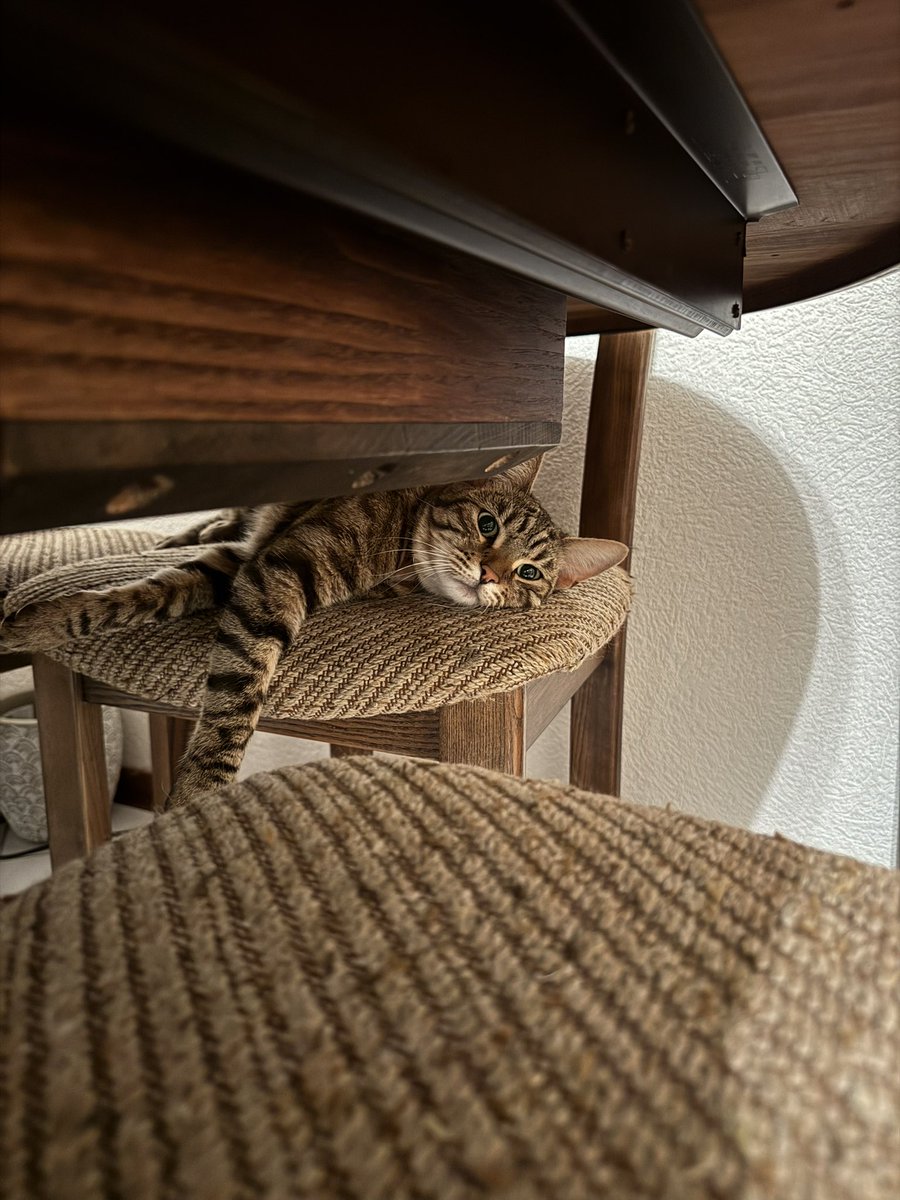 Öznur Bingöl tweet media