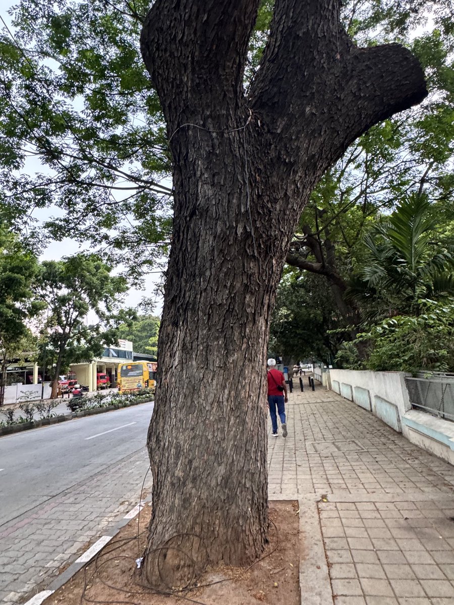 prasannasanthi's tweet image. It doesn’t need a forest to be whole — one tree is enough🌳🌴
QP/Share🌲🌳🌴
#Tree #ThickTrunkTuesday #treepeople #treeclub
#Pras_Clicks