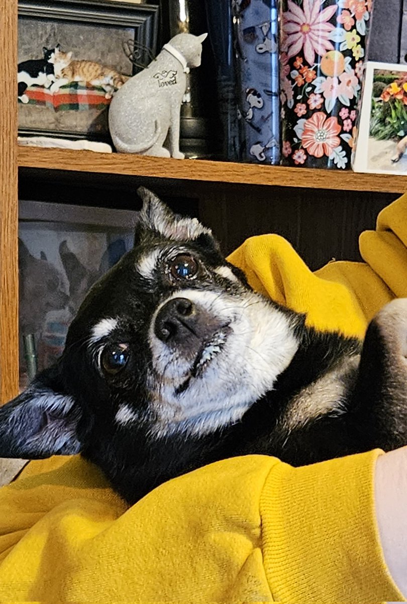 paco5775's tweet image. It's Tiki Tuesday 🥰 #dogsoftwitter #TikiMyHeart #ForeverLoved