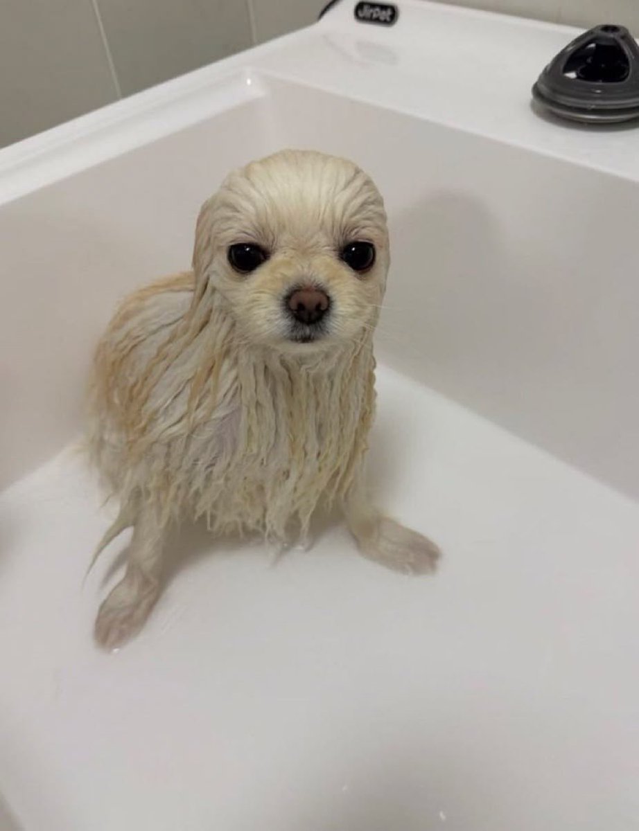 💖 (@twaniimals) on Twitter photo 