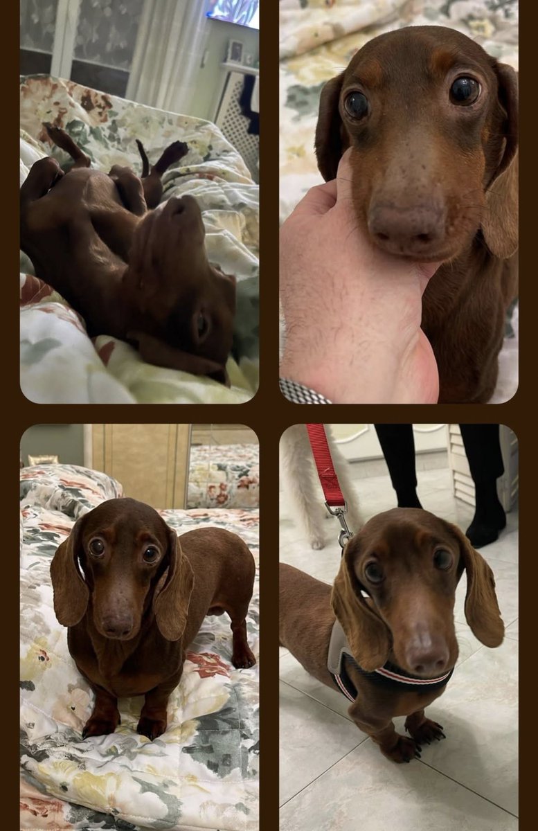 federica corsi tweet media