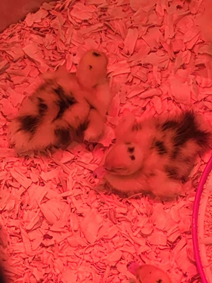 Solaire, of Astora🌲 tweet media